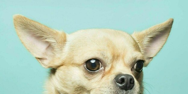 Ein Chihuahua vor einem blauen Hintergrund