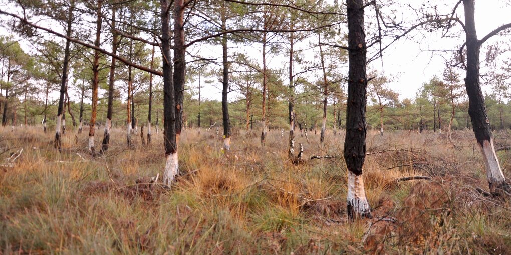 Fichten mit weggeschnittenen Rindenringen stehen in einer Graslandschaft