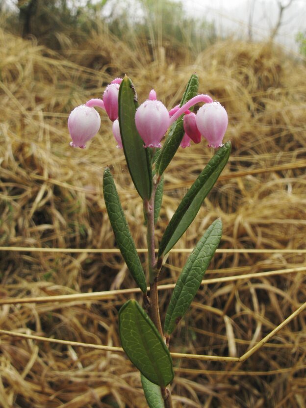 Eine blühende Pflanze steht im Gras