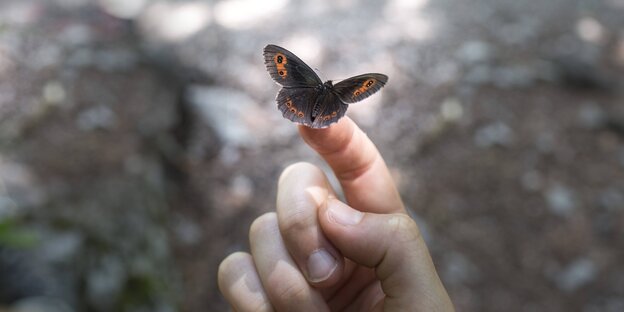 Ein Schmetterling auf einer Fingerkuppe