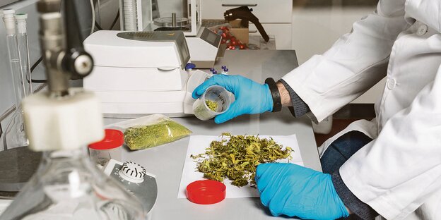 Zwei Hände in Handschuhen vor einem Häuflein Cannabis in einem Labor.