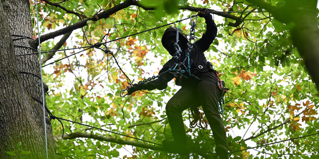 Ein vermummter Aktivist klettert zwischen zwei Bäumen während einer Baumbesetzung