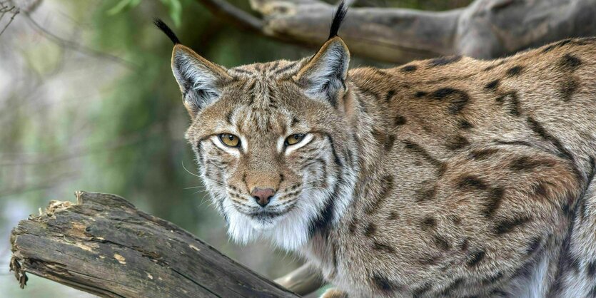 Ein Luchs sitzt auf einem Baumstamm