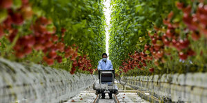 Tomaten im High Tech-Anbau in China