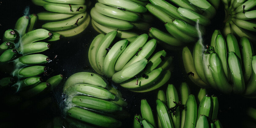 Bananen werden in Wasser gereinigt.