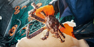 Königskrabbe wird von einem Fischer über den Netzen gehalten, er trägt orange Schutzhandschuhe