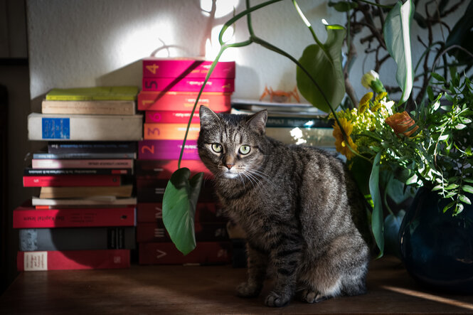 Eine Katze sitzt vor Bücherstapeln