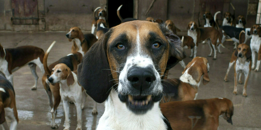 Ein Jagdhund fletscht die Zähne - hinter ihm tummelt sich sein Rudel