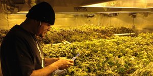 Chico Benjamin Suarez kontroliert seine Cannabispflanzen