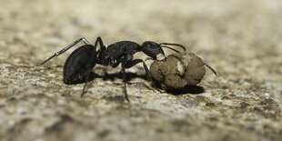 Eine Ameise befördert eine Lehmkugel