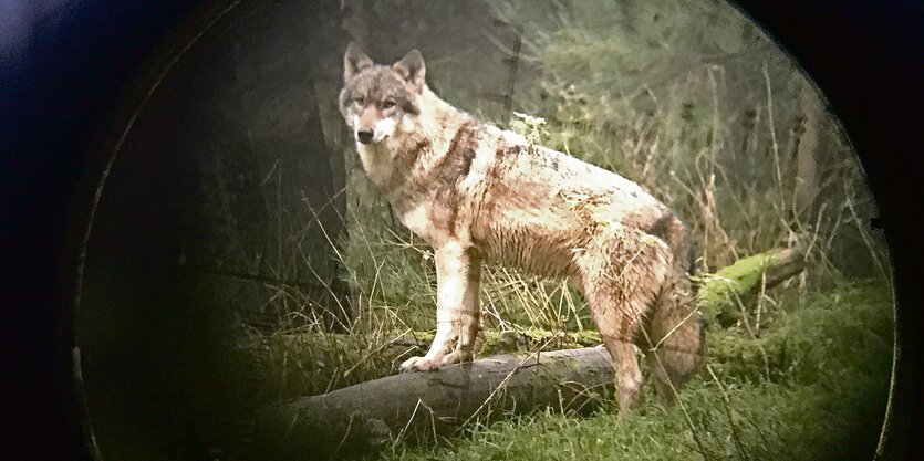 Ein Wolf im Fadenkreuz einer Waffe.