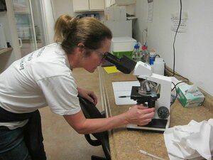 Eine Frau schaut in ein Mikroskop