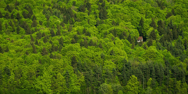 Luftaufnahme von einem Laubwald. In der oberen rechten Ecke steht ein einsames Haus