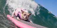Ein Hund surft auf einem pinkfarbenem Surfbrett durch eine große Welle