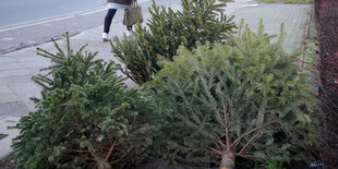 Tannenbaum auf Gehweg