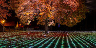 Ein Feld voller bunter Lichter und ein farbig angestrahlter Baum waren beim Christmas Garden im Zoo Hannover zu sehen.