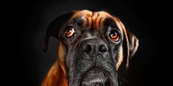 Portrait eines Boxerhunds mit treuem Blick