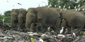 Wilde Elefanten suchen auf einer offenen Mülldeponie im Dorf Pallakkadu im Bezirk Ampara, etwa 210 Kilometer östlich der Hauptstadt Colombo, nach Nahrung.
