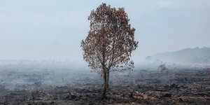 Ein einzelner Baum steht in verbrannter Landschaft