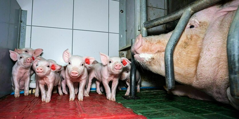 Saugferkel stehen auf Plastikmatten in einem gekachelten Schweinestall