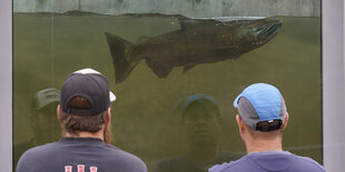 Fisch im Aquarium, davor stehen zwei Männer.