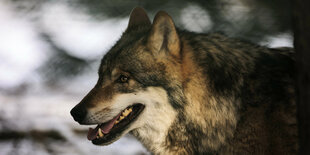 Wolf im Profil