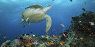Das Korallenriff mit Fischen und einer Schildkröte