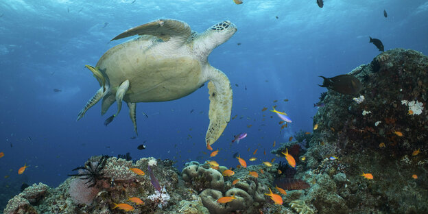Das Korallenriff mit Fischen und einer Schildkröte