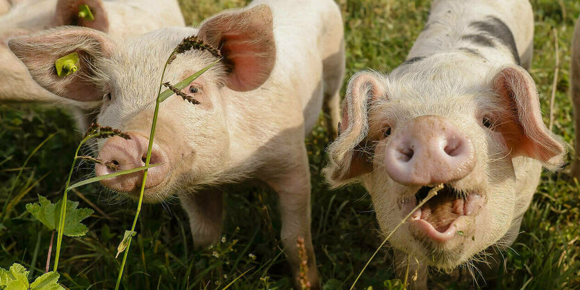 Schweine stehen auf einer Wiese, eines scheint zu lachen