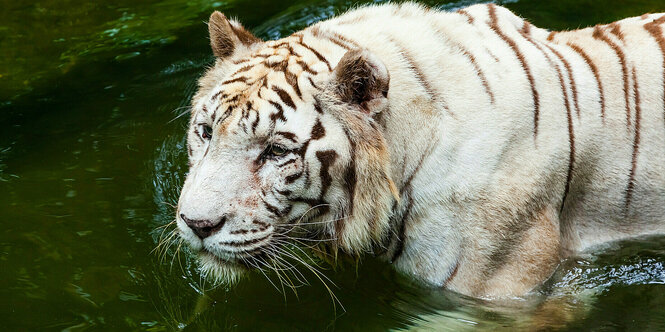 Ein weisser Tiger in grünlichem Wasser