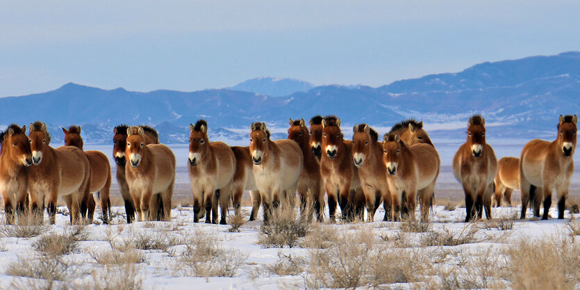 Forscher mit Przewalski-Pferden