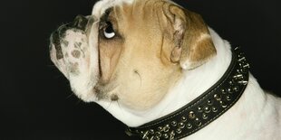 Bulldogge mit Halsband im Profil