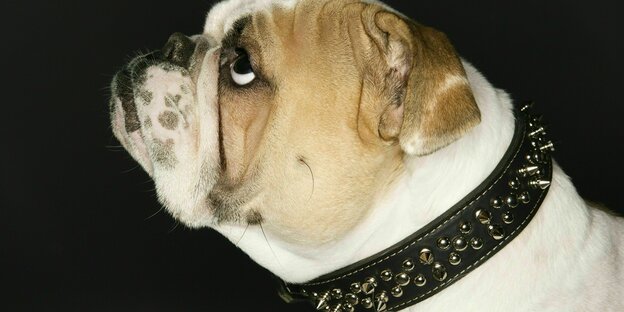 Bulldogge mit Halsband im Profil