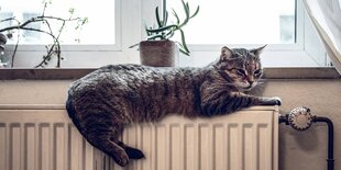 Eine Katze liegt auf einer Heizung am Fenster