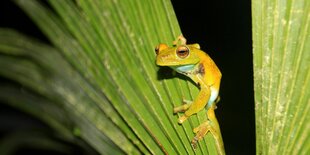 Ein Frosch sitzt auf einem Palmenblatt