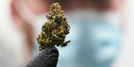 Ein Hand hält eine kleine Cannabisblüte