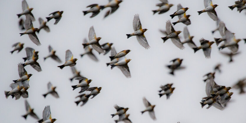 Fliegende Vögel von unten fotografiert