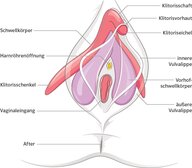Grafische Darstellung des weiblichen Genitalbereichs