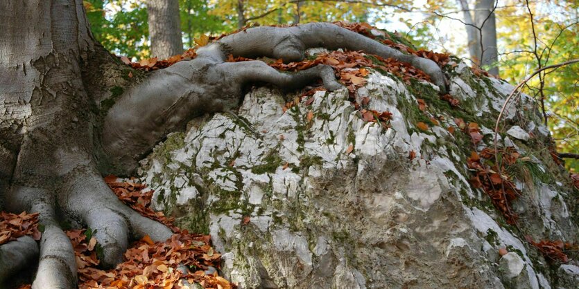 Gipsfelsen in einem Buchenwald