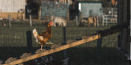 Ein Huhn läuft eine Hühnerleiter hoch