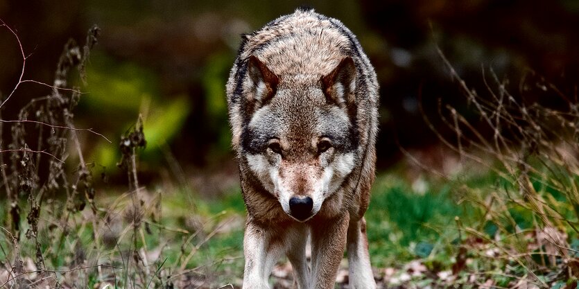 Ein Wolf auf einer Wiese.