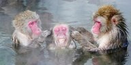 3 Affen geniessen heiße Quellen