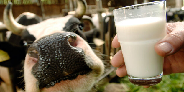 Milchkuh neben einem Glas Milch