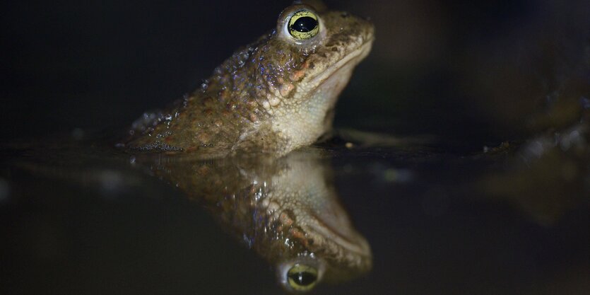 Eine Kröte spiegelt sich im Wasser