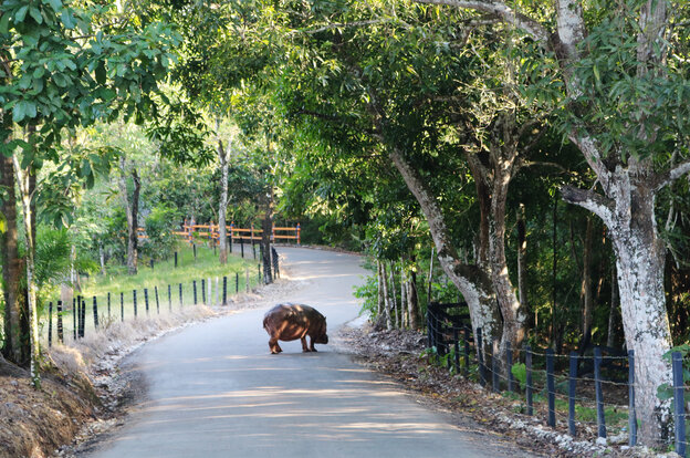 Ein Nilpferd steht auf einer Straße der Hacienda Napoles (Kolumbien) Ein Nilpferd steht auf einer Straße der Hacienda Napoles (Kolumbien)