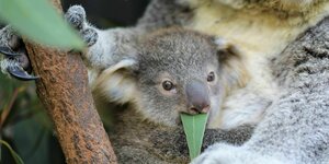 Ein Koala isst Blätter