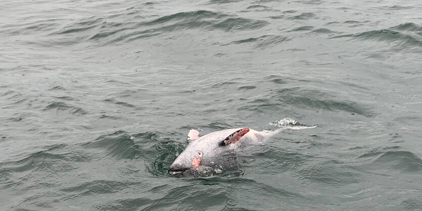 Ein toter Schweinswal treibt vor Neustadt in Holstein im Meer.