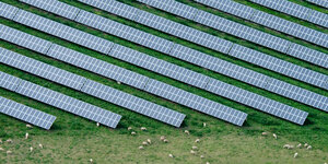Solarpanelen dehnen sich in diagonalen Streifen auf einer grünen Wiese aus. Zwischen und im Schatten der Module tummeln sich Schafe.