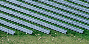 Solarpanelen dehnen sich in diagonalen Streifen auf einer grünen Wiese aus. Zwischen und im Schatten der Module tummeln sich Schafe.