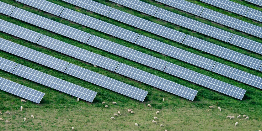 Solarpanelen dehnen sich in diagonalen Streifen auf einer grünen Wiese aus. Zwischen und im Schatten der Module tummeln sich Schafe.